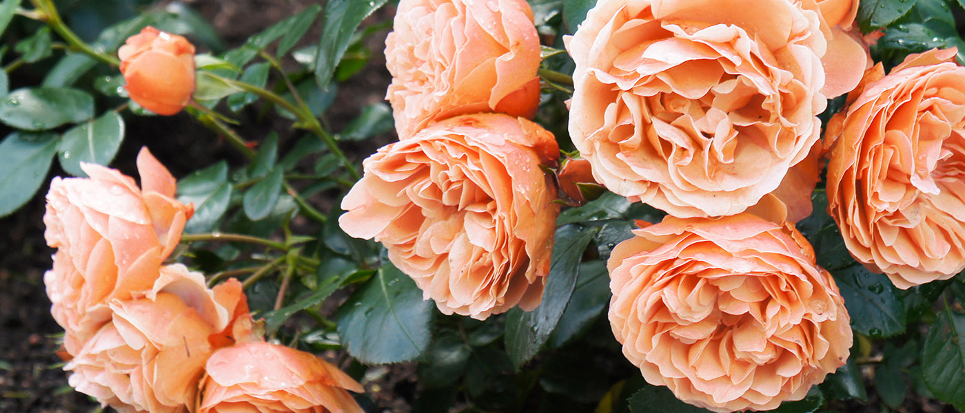 Rosiers orange