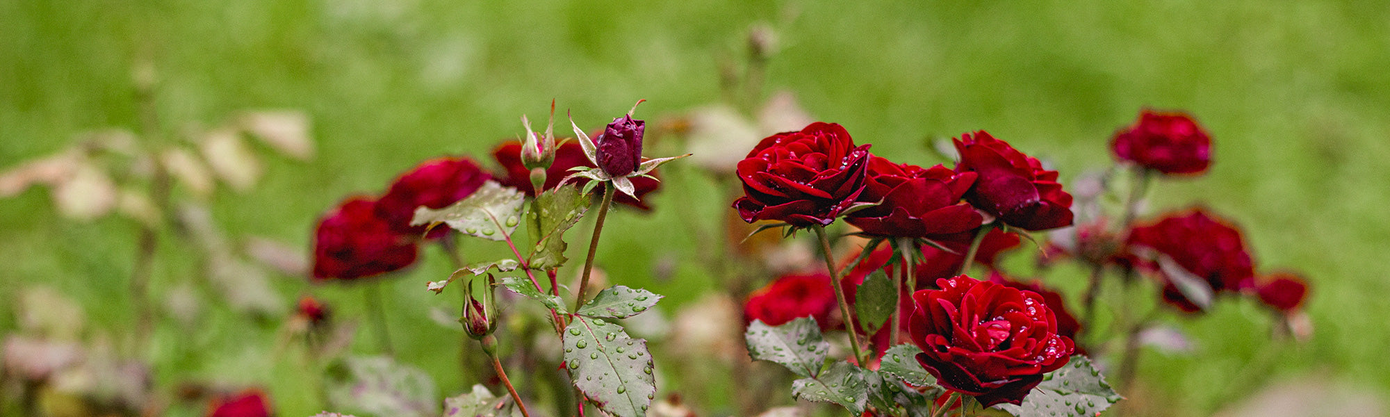 Rosiers vedettes