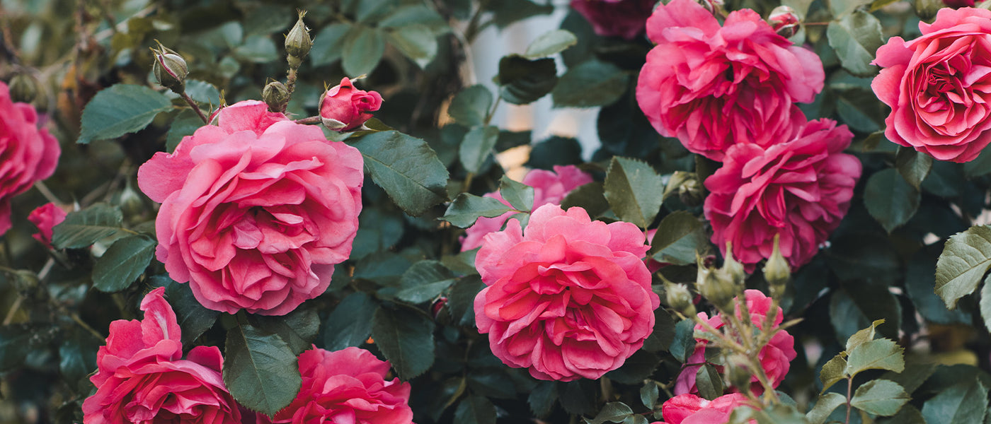 Rosiers anciens