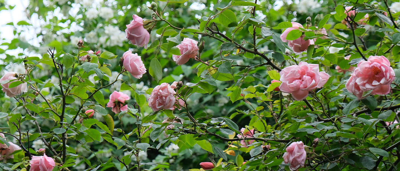 Rosiers résistants aux maladies