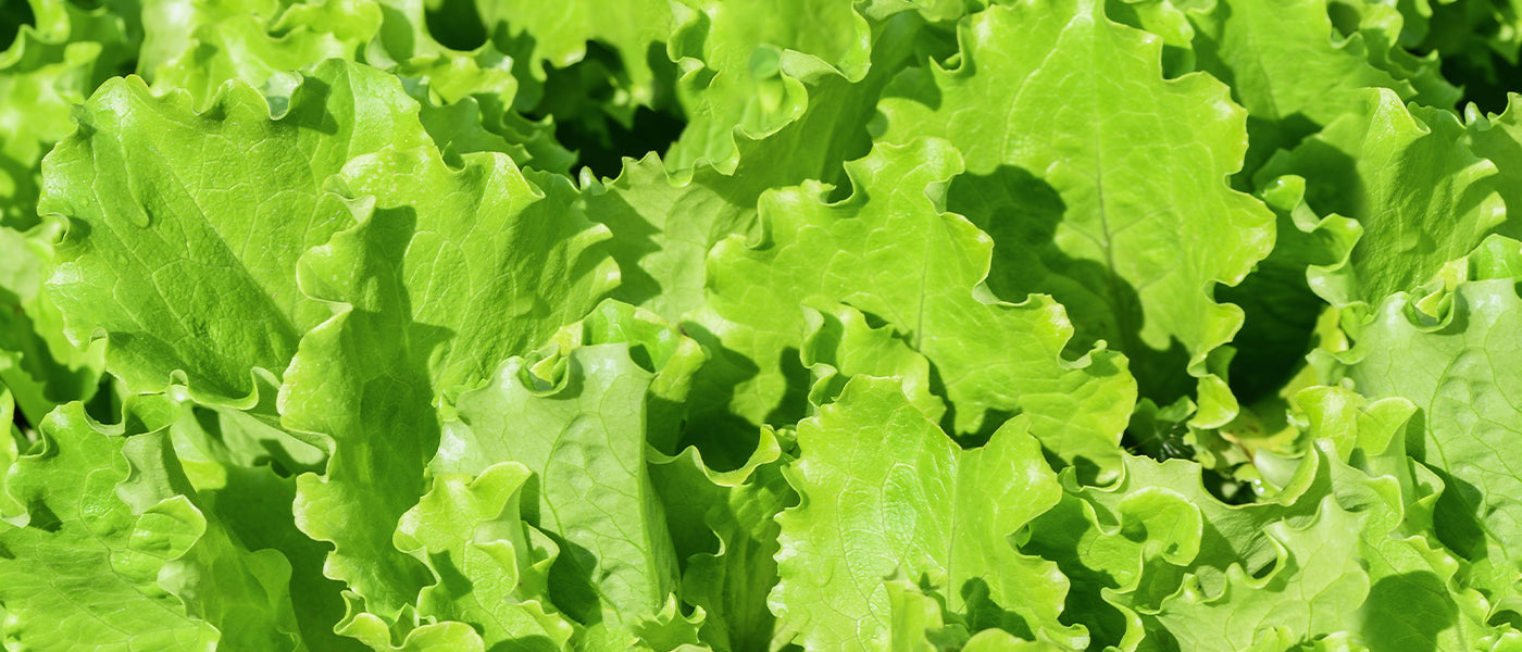 Plants de salades