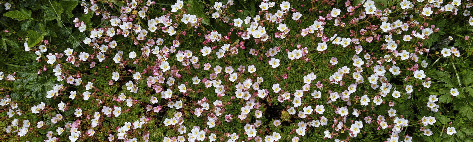 Saxifrage