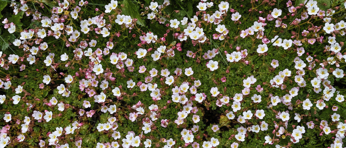 Saxifrage