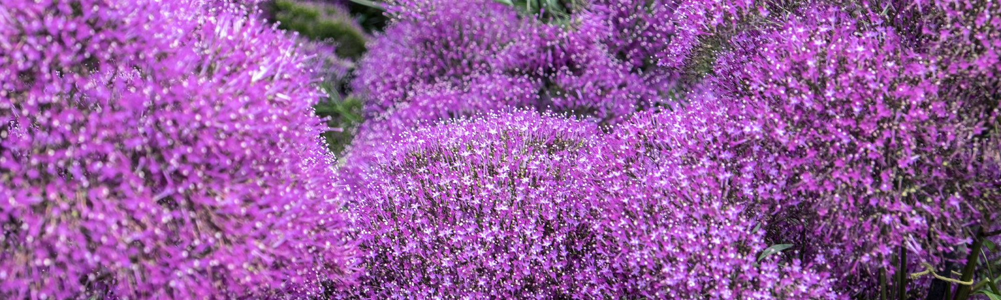 Des plantes vivaces d'ombre