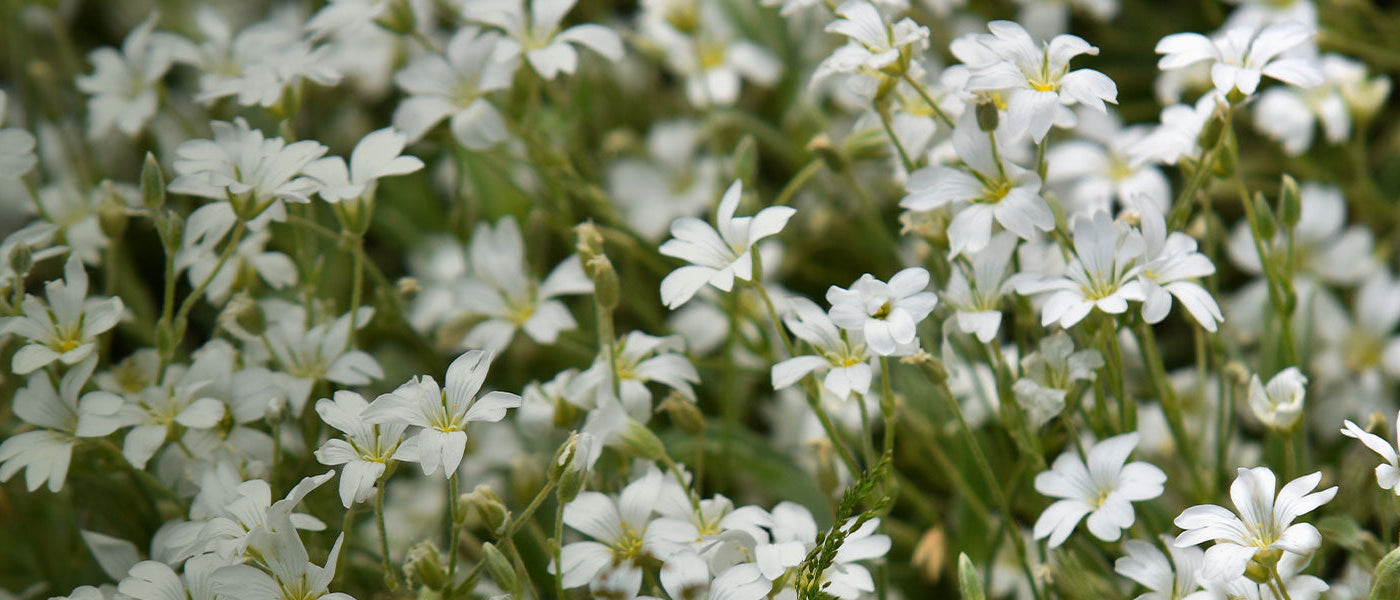 Plantes couvre-sol