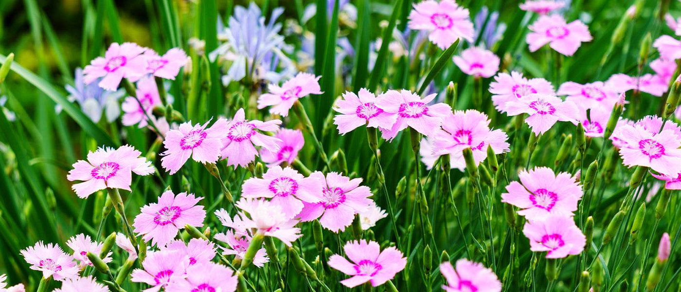 Œillet arméria - Dianthus armeria