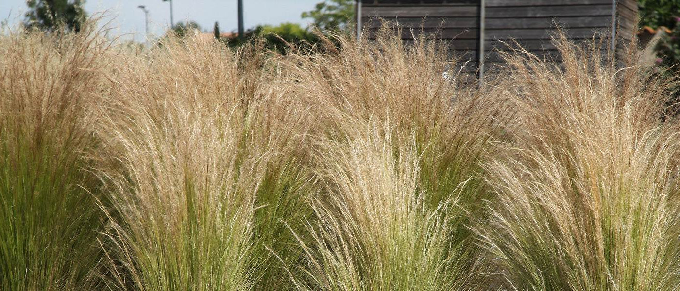 Terrasse moderne : des plantes aux courbes et lignes légères