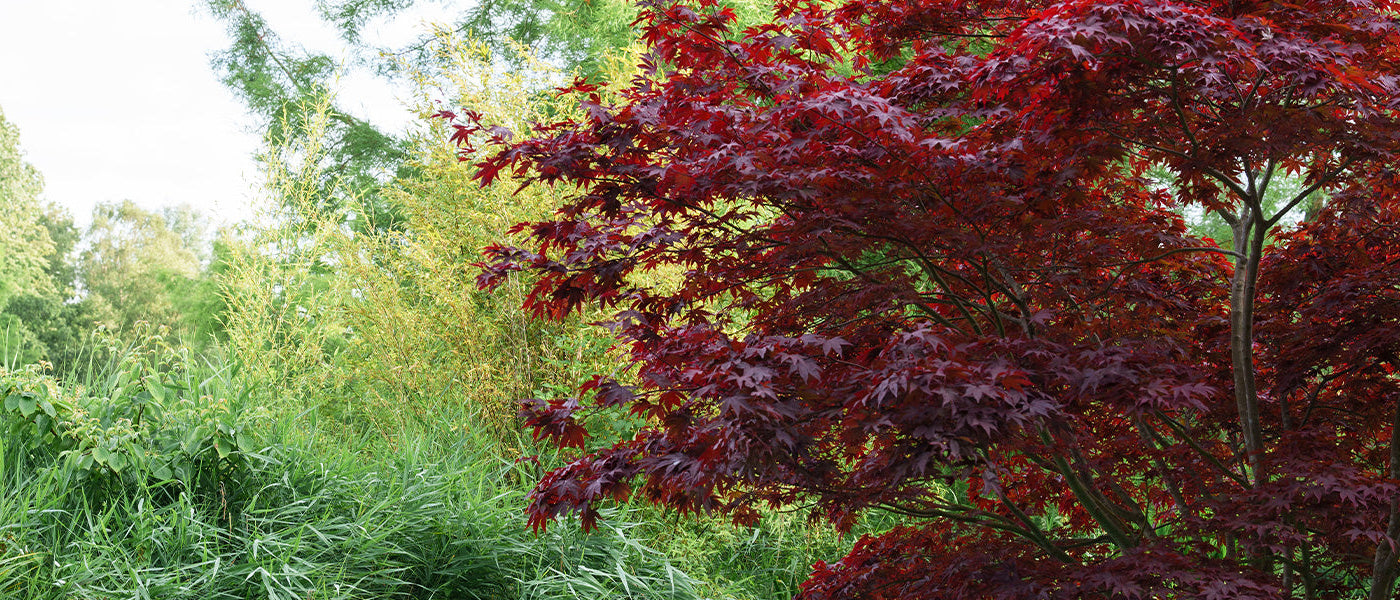 Arbustes pour un jardin ombragé