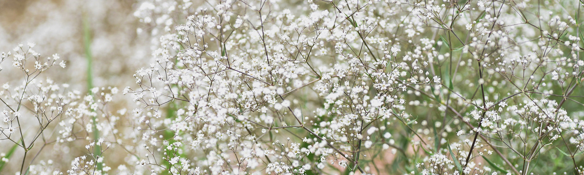 Gypsophile