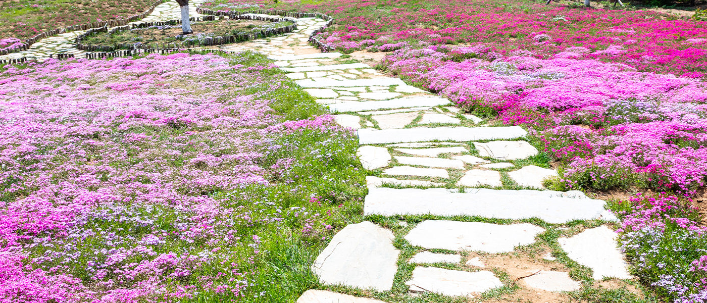 Plantes à floraison prolongée