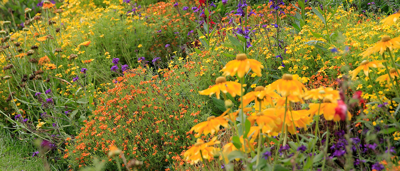 Plantes assorties pour massif fleuri