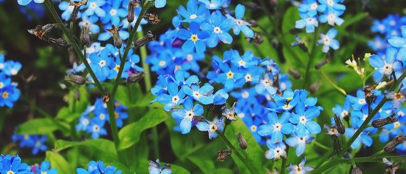 Myosotis