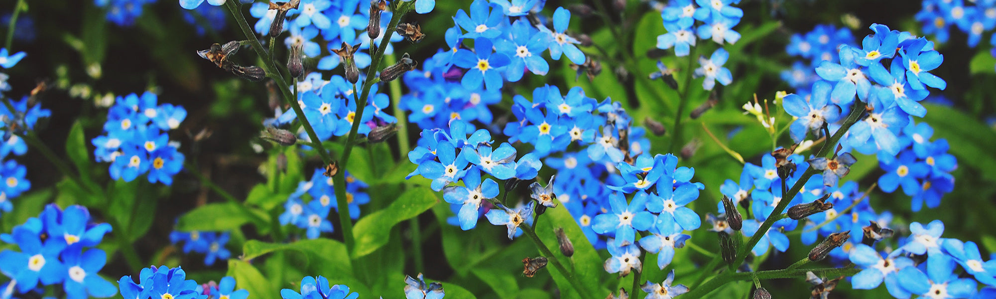 Myosotis