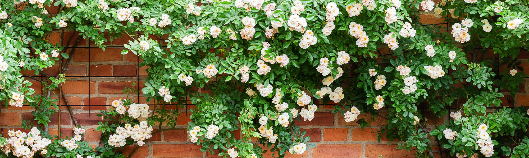 Plantes grimpantes à fleurs