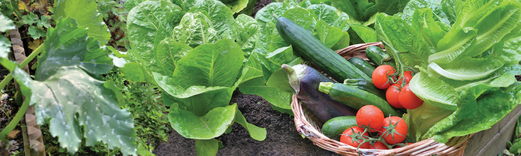 Légumes pour le sud de la France