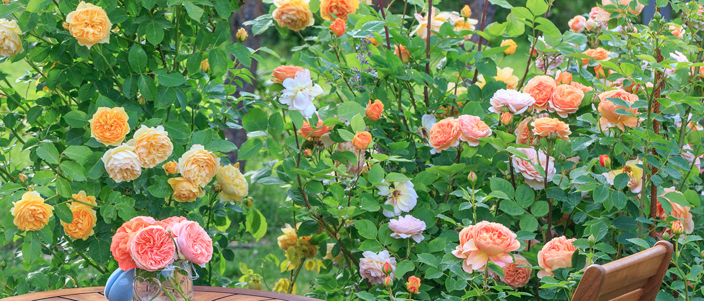 Rosiers à grandes fleurs