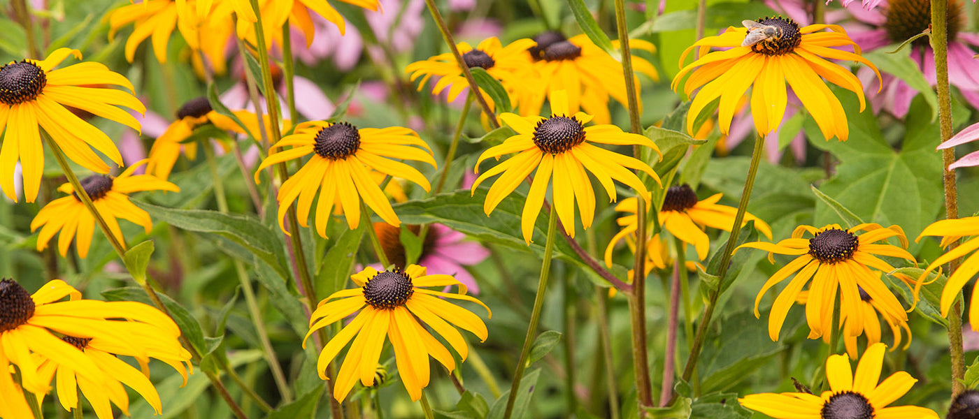 Rudbeckia