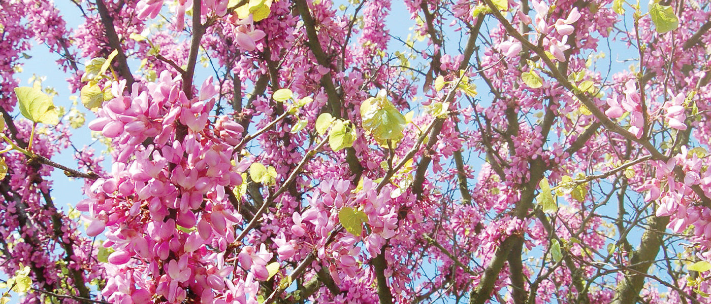 Arbre de judée