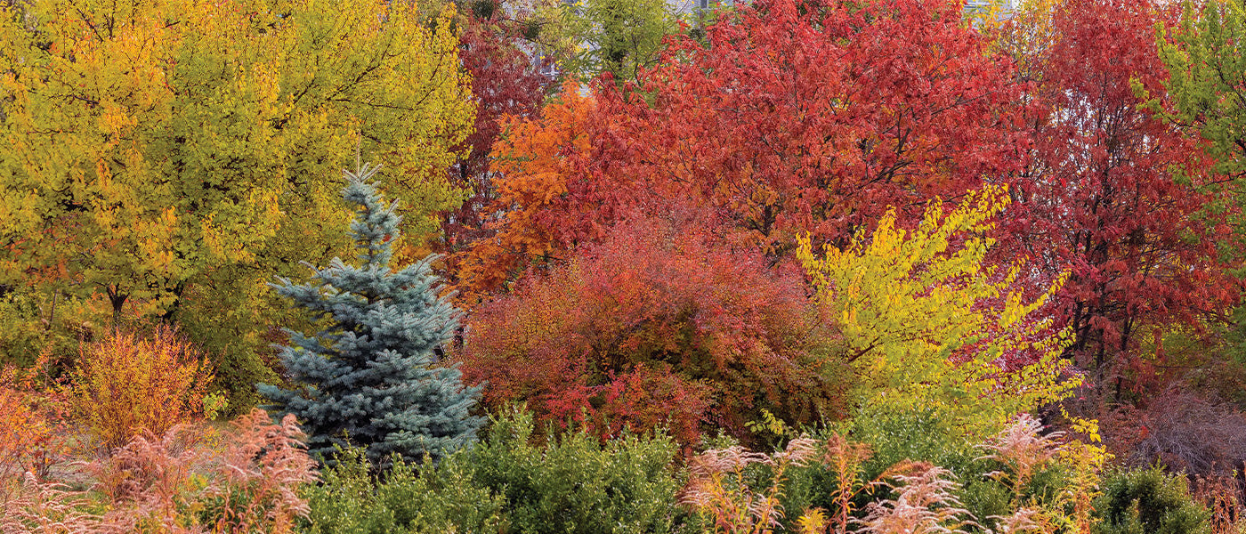 Charme commun - Carpinus betulus