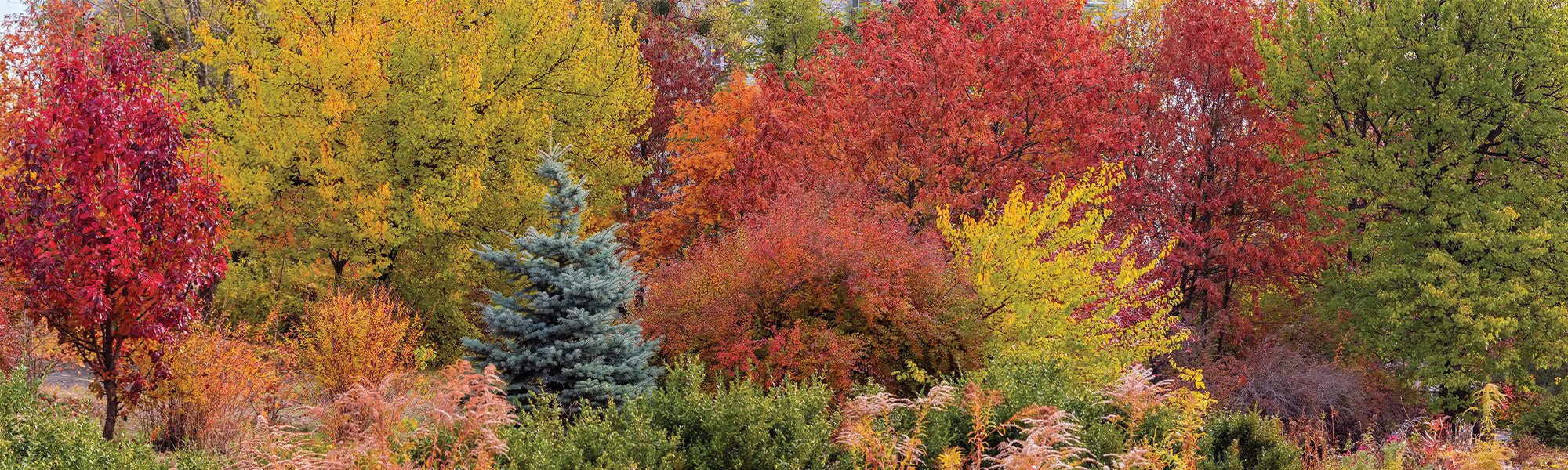 Charme du Japon - Carpinus japonica