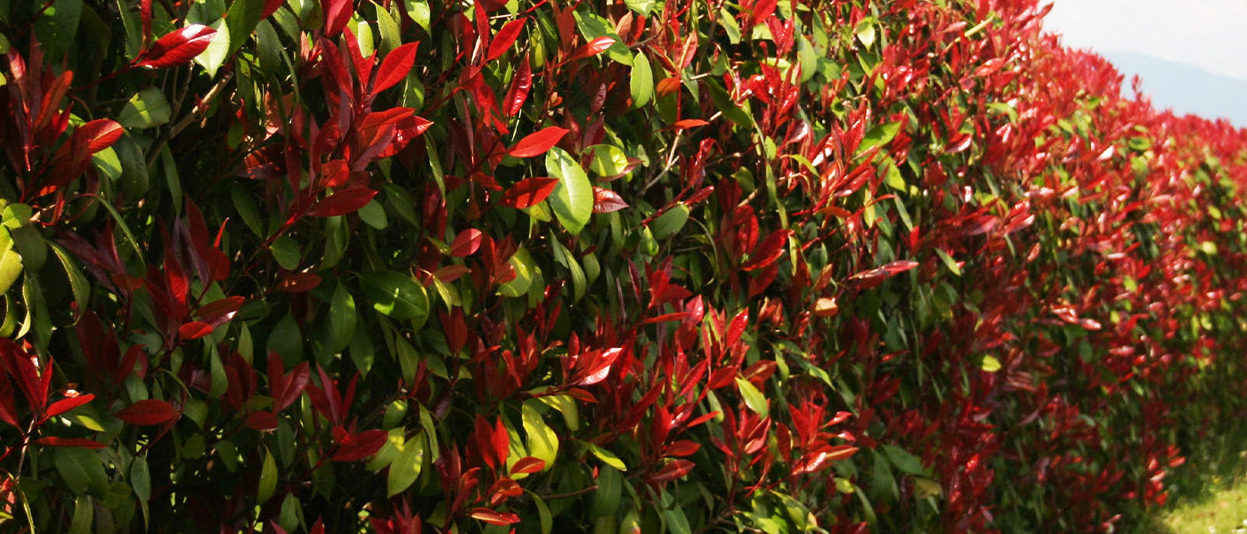 Photinia