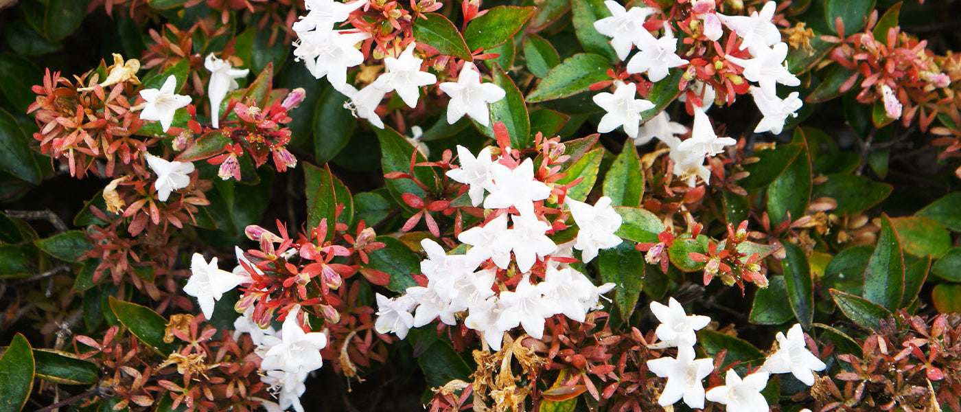 Abélie à grandes fleurs - Abelia grandiflora