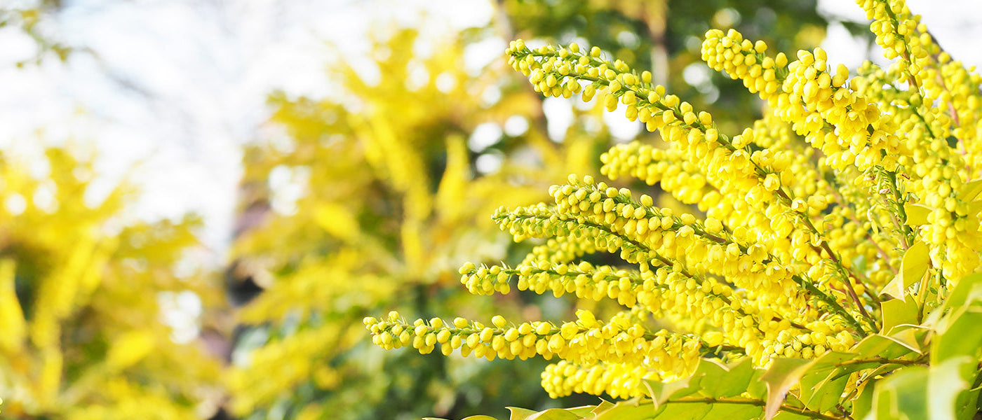 Mahonias