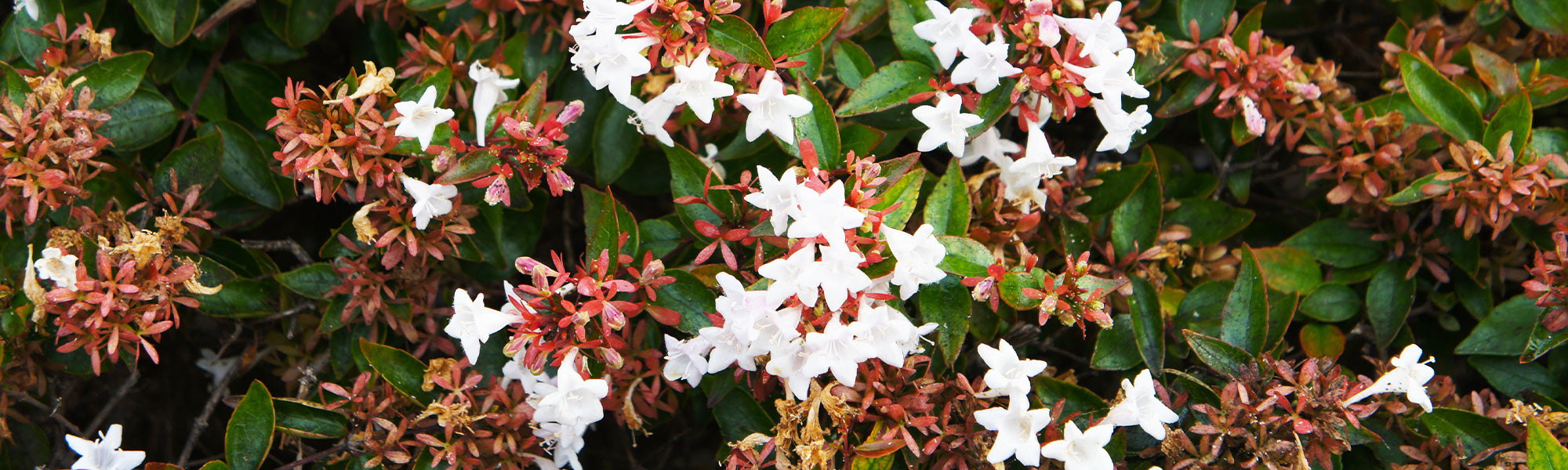 Abélie de Chine - Abelia chinensis