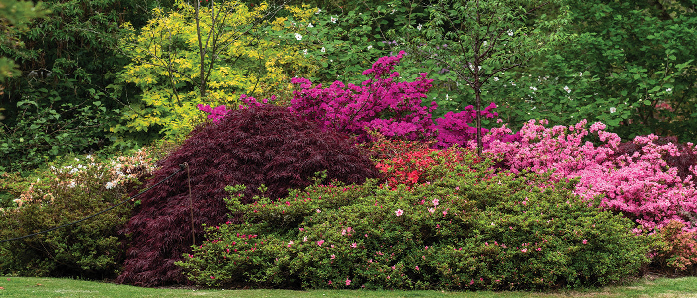 Arbre à perruques - Cotinus