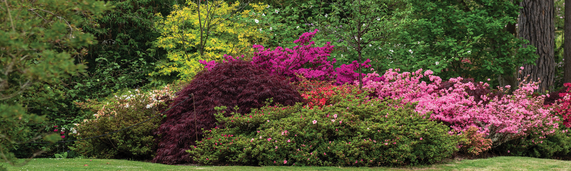 Arbre à perruques - Cotinus