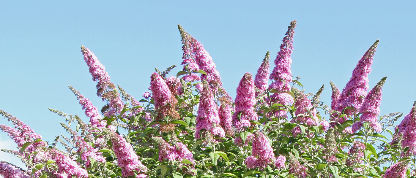 Arbres aux papillons