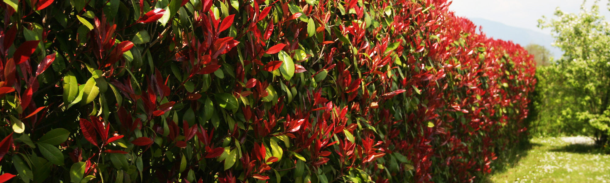 Photinia