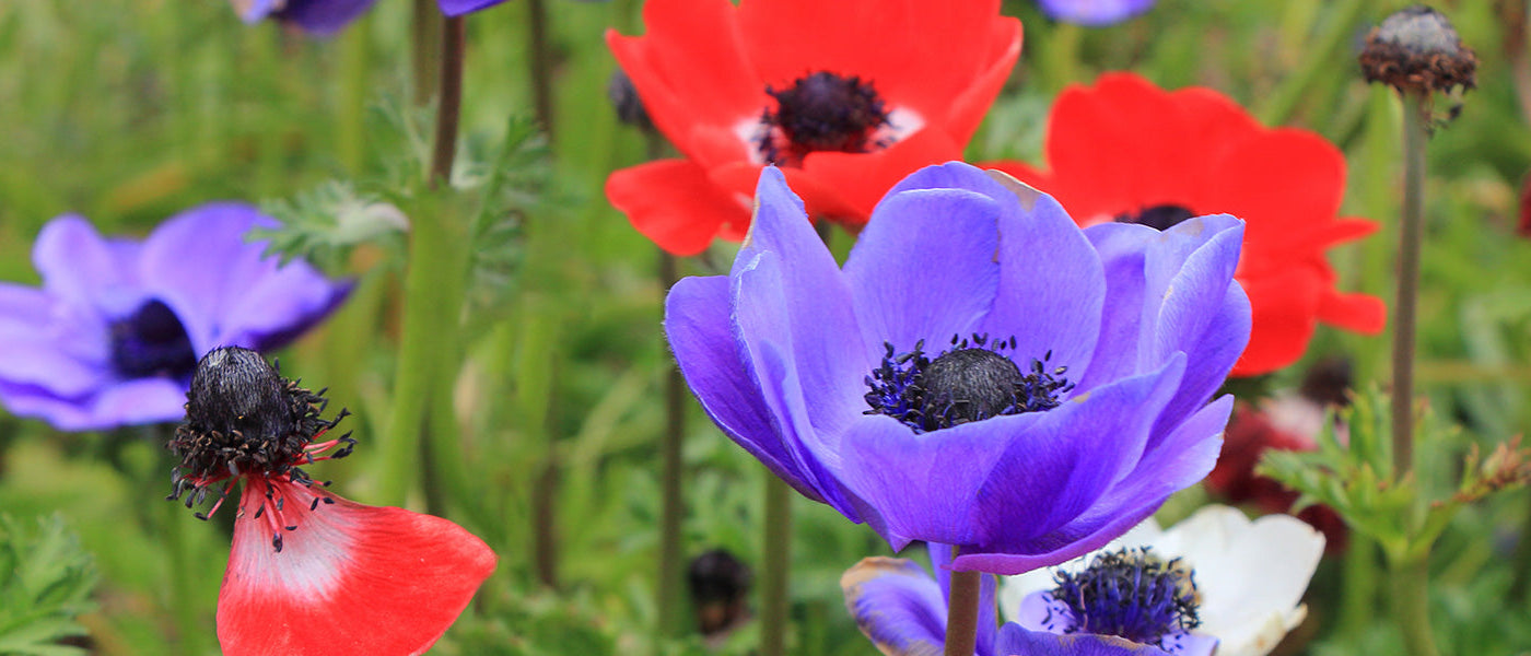 Anémone des bois - Anemone nemorosa