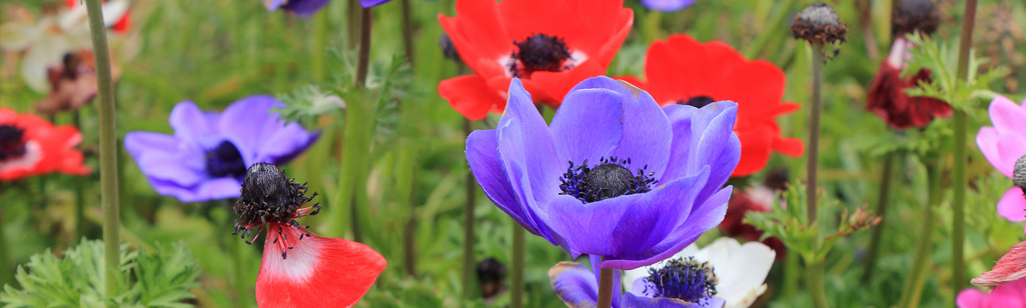 Anémone des bois - Anemone nemorosa