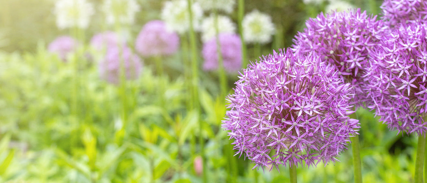 Allium