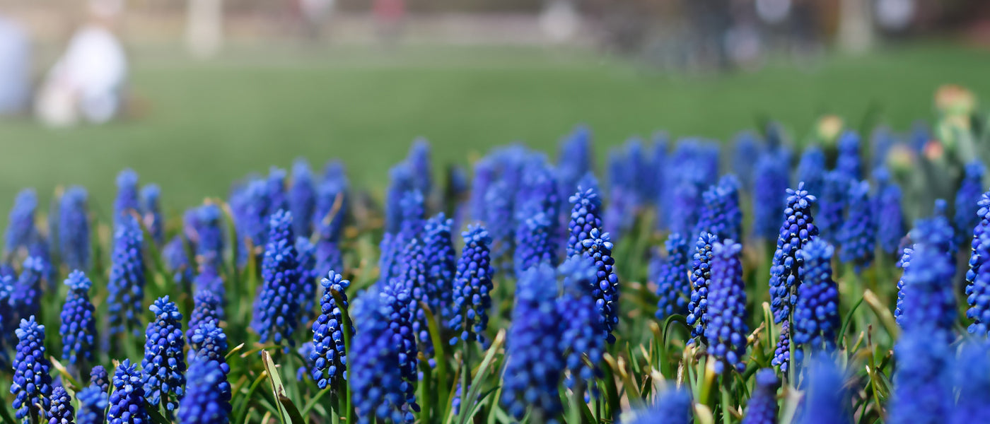 Muscari