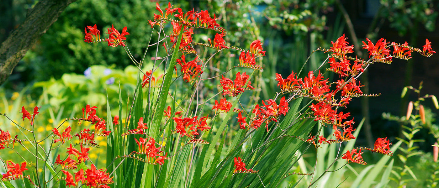 Montbretia - Crocosmia montbretia