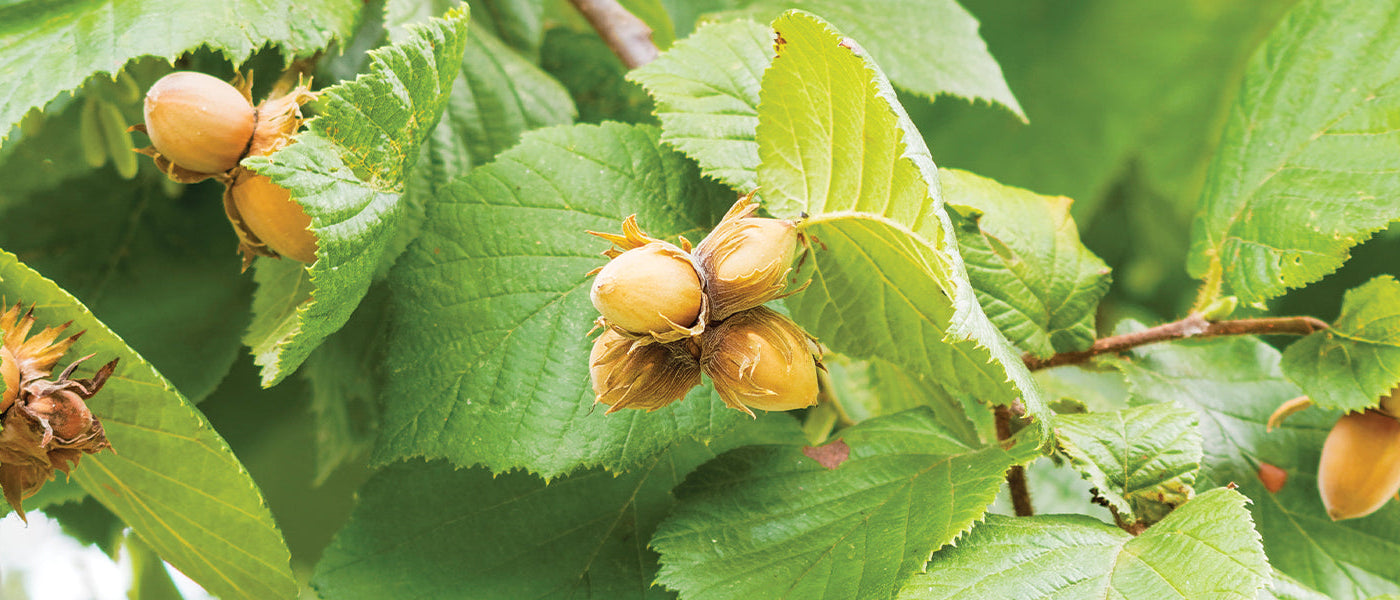 Noisetier d'Amérique - Corylus americana