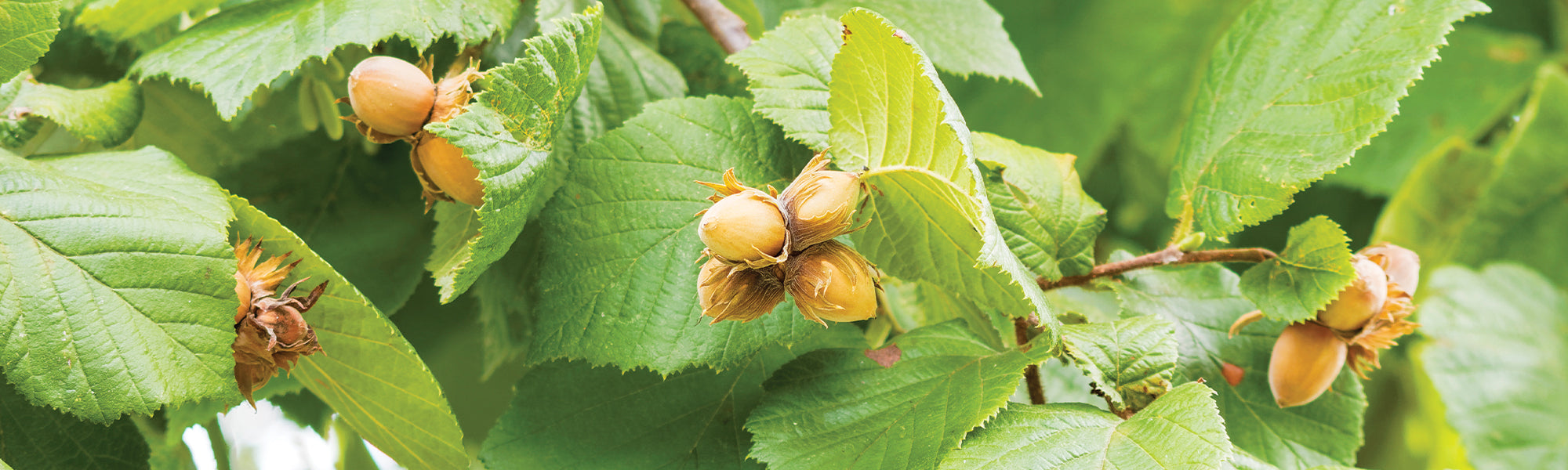 Noisetier d'Amérique - Corylus americana