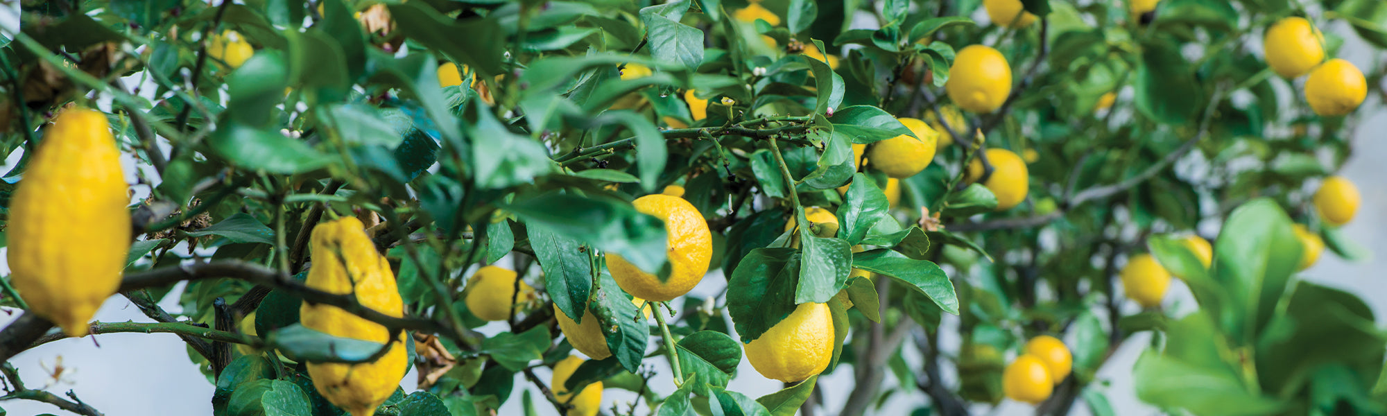 Pamplemoussier - Citrus paradisi