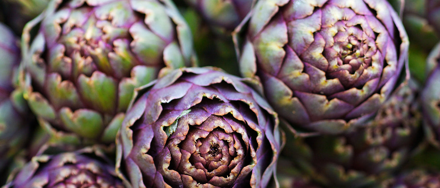 Artichaut - Cynara scolymus