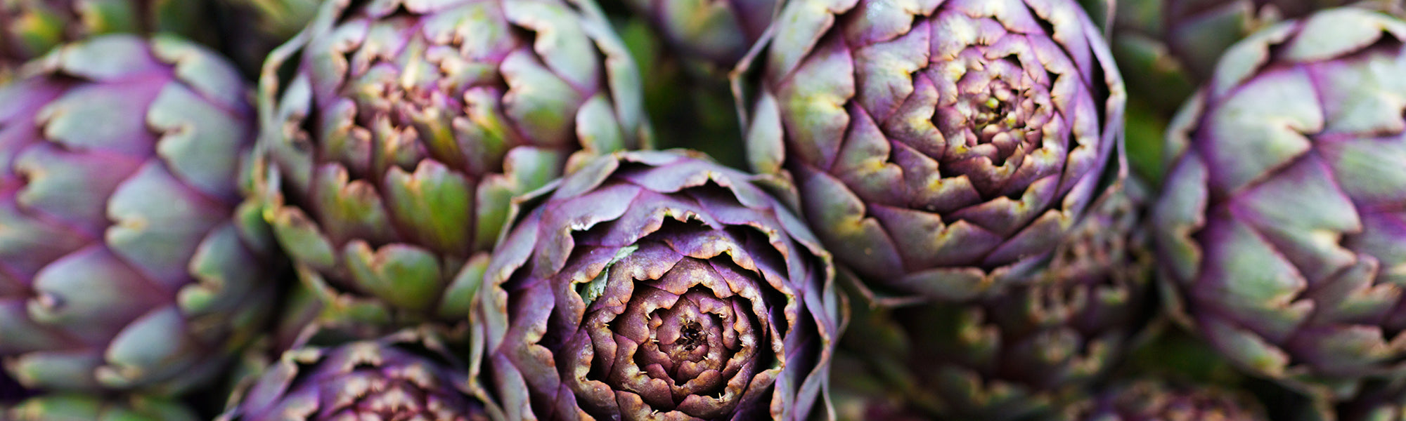 Artichaut - Cynara scolymus