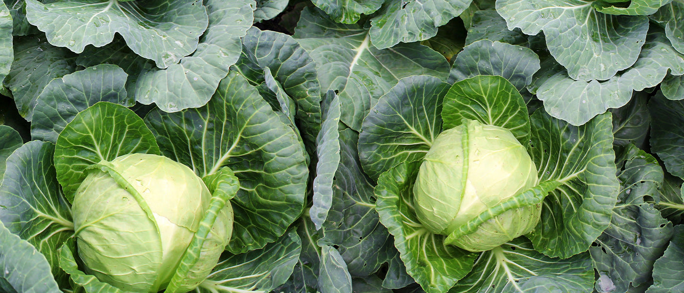 Moutarde brune - Brassica juncea