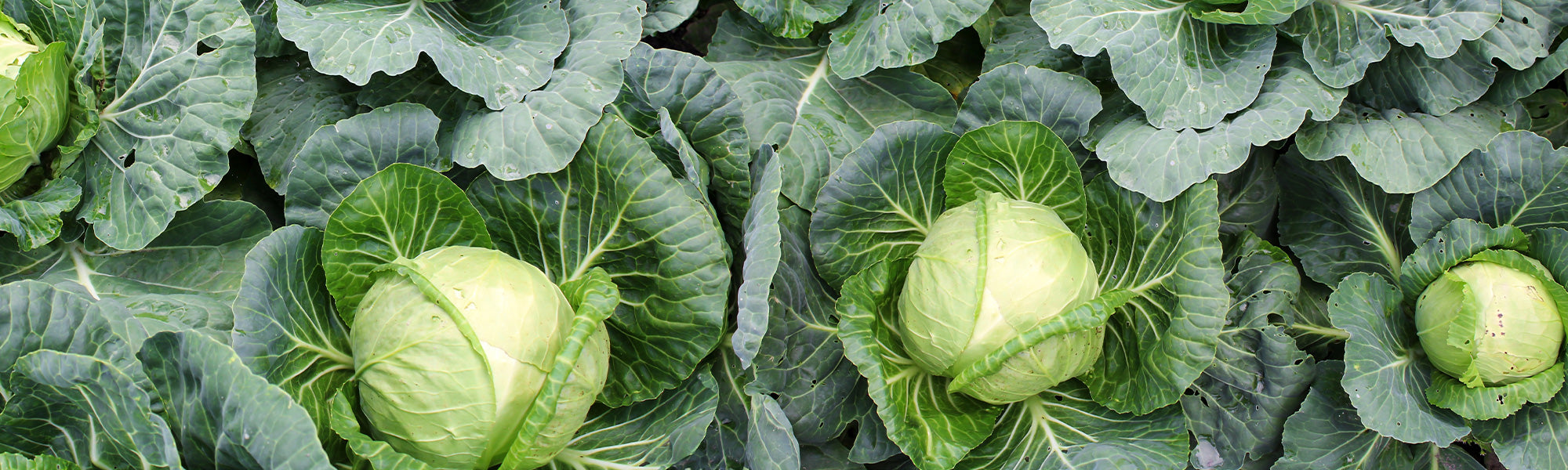 Moutarde brune - Brassica juncea