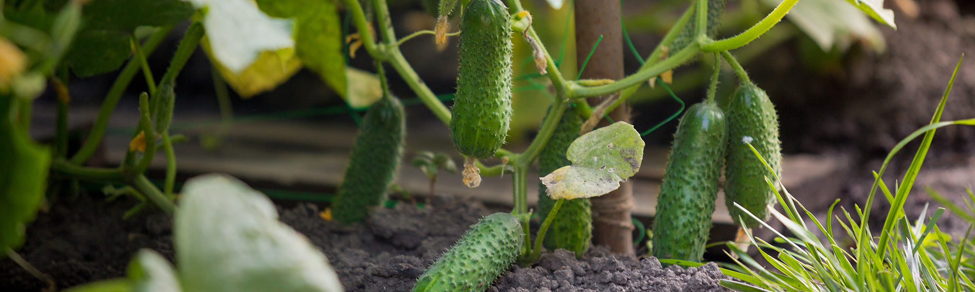 Cornichons