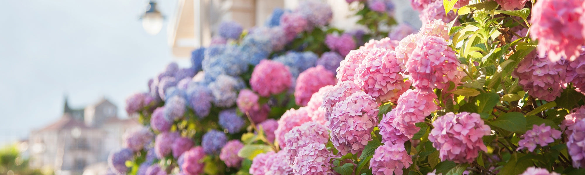 Hortensias grimpants