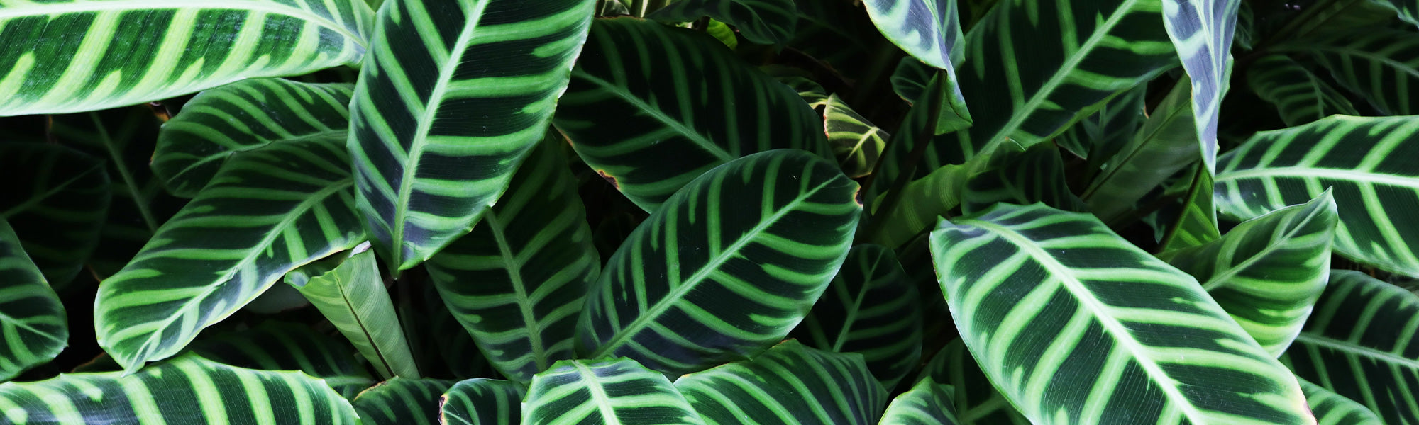 Calathea