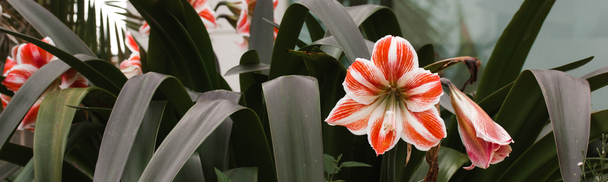 Amaryllis perroquet - Hippeastrum psittacinum