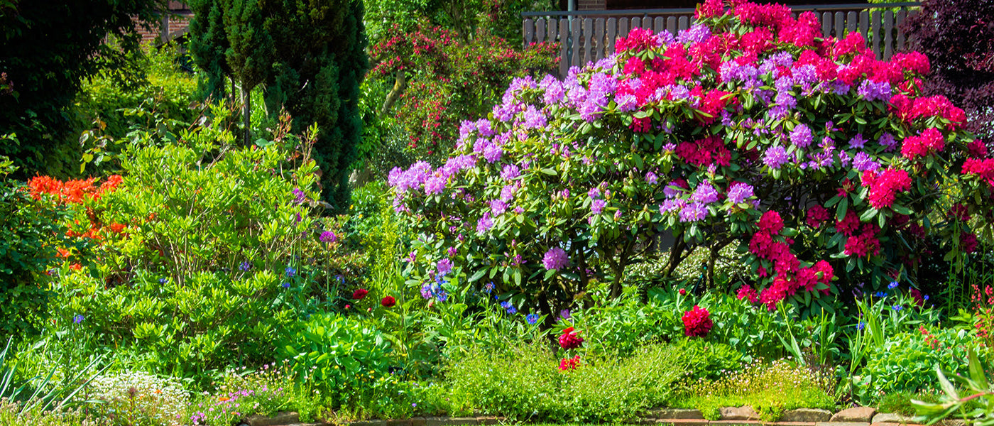 Arbustes à floraison printanière