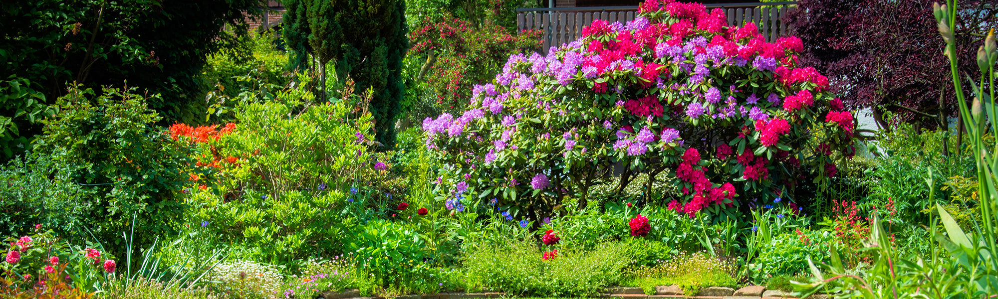 Arbustes à floraison printanière